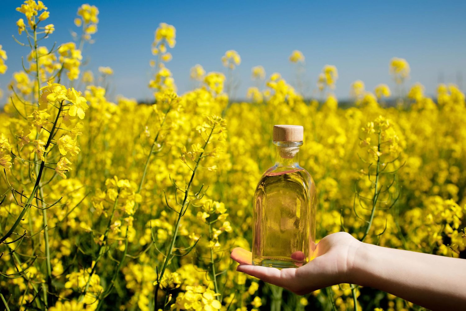 Hand holding a clear bottle of CanolaMAX in a blooming canola field under a blue sky.