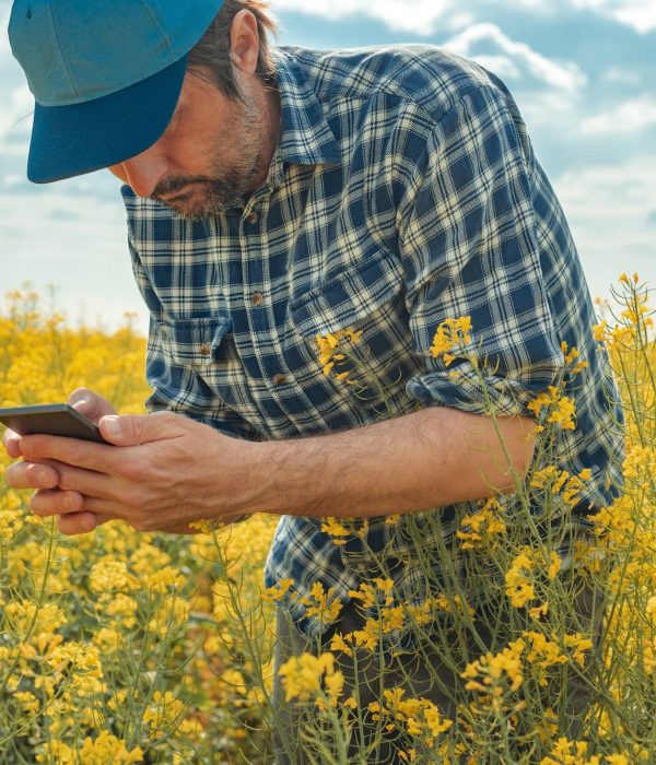 Farmer using smart phone in blooming canola field